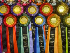 -青奢宠物·青奢猫舍