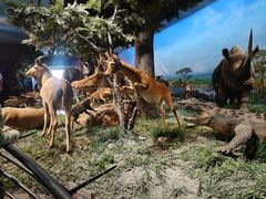 -国家自然博物馆