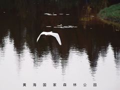 -黄海国家森林公园