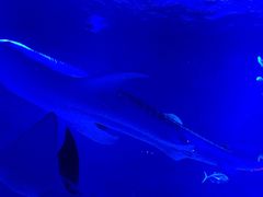 -烟台海昌鲸鲨海洋公园