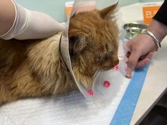 -纳吉亚猫专科动物医院博雅分院