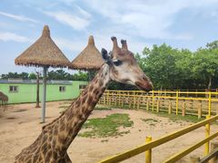 -西霞口神雕山野生动物世界