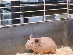 -酷以爬仙阁实体爬宠店·守宫·蜥蜴·专业繁育