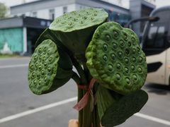 -白洋淀景区