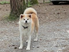 -重庆睡佛山森林公园