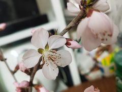 -桃花堤公园