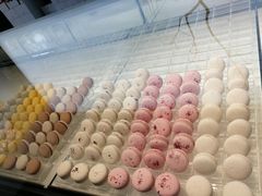 -BLACKSWAN黑天鹅(环球店)