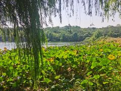 -盘龙城国家考古遗址公园