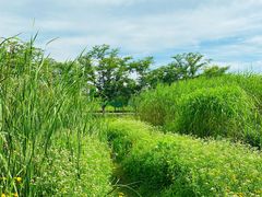 -长田漾湿地公园