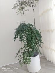 -HEYAN荷妍专业脱毛连锁机构
