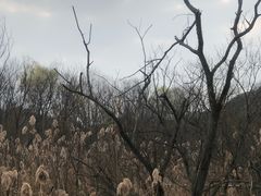 -西湖风景区-江洋畈生态公园