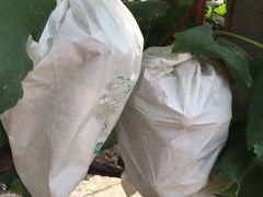 -马陆小张葡萄园农家乐