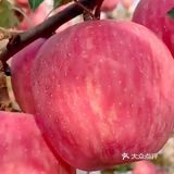 红豆苹果豆浆[色]