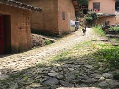-杨家堂村