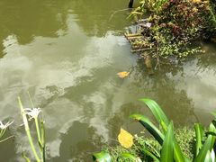 -深圳仙湖植物园-停车场