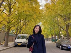 -三里屯东五街银杏大道