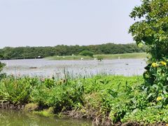 -大湾区中央湿地公园