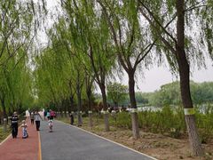 -大兴滨河森林公园