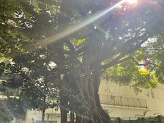 -九龙公园