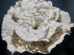 -天津自然博物馆