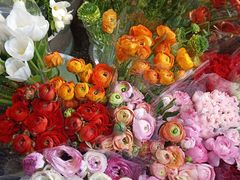 -双季花艺园艺市场(浦东店)