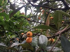 -塘栖枇杷特色园区