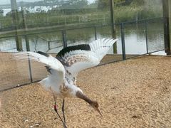 -盐城丹顶鹤湿地生态旅游区