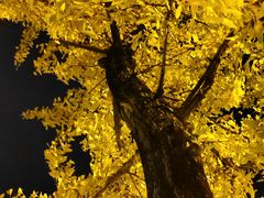 -高庙村(地铁站)