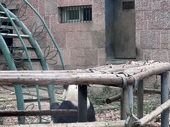 -成都动物园