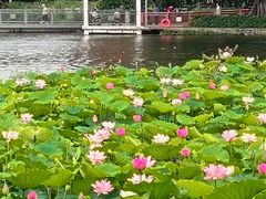 -荔湾湖公园