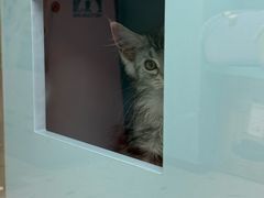-FAELING PETS美天灵宠物(合生汇店)