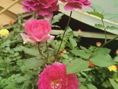 -花之城