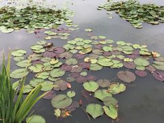 -陶辛水韵