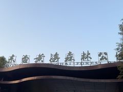 -黄海国家森林公园