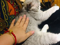 -more than meow吴止猫主题餐厅(承德 中船汇店)