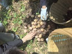 -嘉北郊野公园