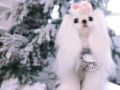 -萌宠之家·腊肠犬·马尔泰·小体犬舍