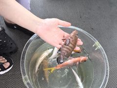 -小猫钓鱼海钓俱乐部(椰梦长廊店)