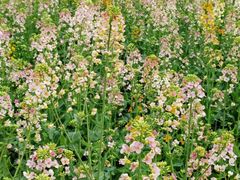 -中国天府农业博览园