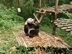 -成都大熊猫繁育研究基地-熊猫厨房