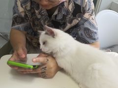 -喵的天空名猫咖啡馆·撸猫·猫舍·用品