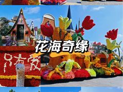 -荷兰花海