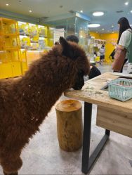 -神奇动物撸宠馆·羊驼·小浣熊·异宠(豫园店)