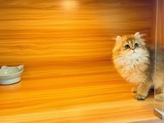-猫十亿·布偶金渐层·曼基康矮脚猫舍(青年路店)