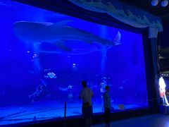 -烟台海昌鲸鲨海洋公园