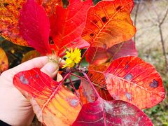 -北京西山国家森林公园