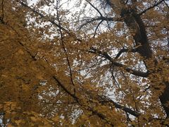 -四川大学(望江校区)