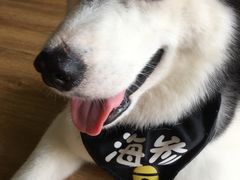 -Husky Go! 哈士奇体验馆·宠物咖啡厅狗咖