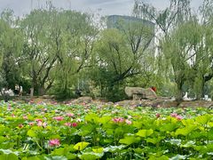 -青城公园