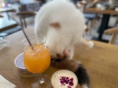 -平行世界·猫咖(首经贸店)